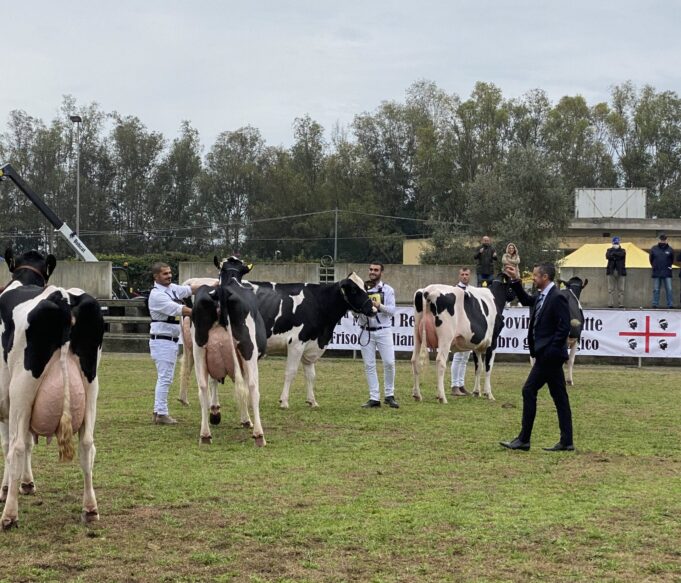 Arborea, tutto pronto per la 38° Mostra del bovino da latte