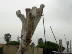 Poetto: potati selvaggiamente i grandi eucalitti di Marina Piccola