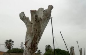 Poetto: potati selvaggiamente i grandi eucalitti di Marina Piccola