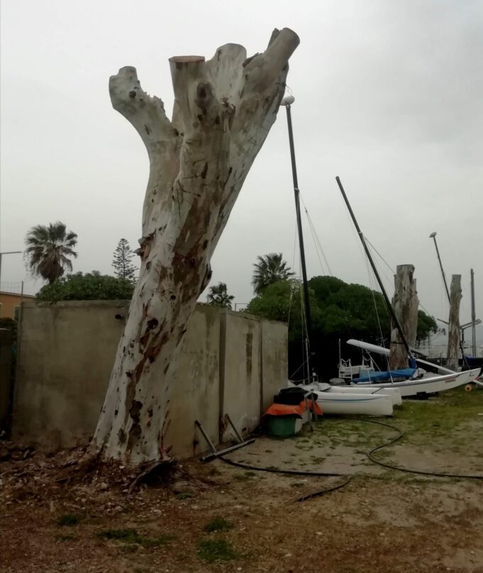 Poetto: potati selvaggiamente i grandi eucalitti di Marina Piccola