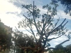 Capitozzature cagliaritane: potato a zero anche il ficus di Piazza Palestrina