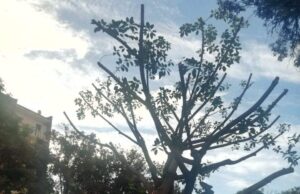 Capitozzature cagliaritane: potato a zero anche il ficus di Piazza Palestrina