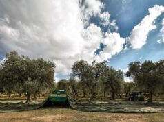 L’olio della Sardegna premiato in Spagna: è il migliore d’Italia