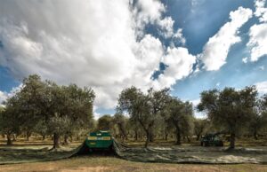 L’olio della Sardegna premiato in Spagna: è il migliore d’Italia