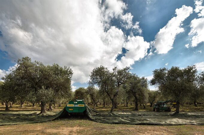 L’olio della Sardegna premiato in Spagna: è il migliore d’Italia