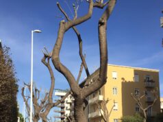 Gli alberi di via Firenze non sfuggono alla capitozzatura selvaggia