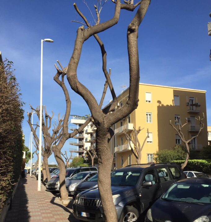Gli alberi di via Firenze non sfuggono alla capitozzatura selvaggia
