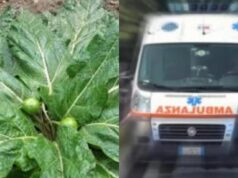 Coppia intossicata con la mandragora, si attende l’antidoto dalla Penisola