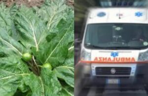 Coppia intossicata con la mandragora, si attende l’antidoto dalla Penisola