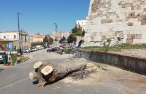 Alberi tagliati a Cagliari: gli ambientalisti si rivolgono alla magistratura