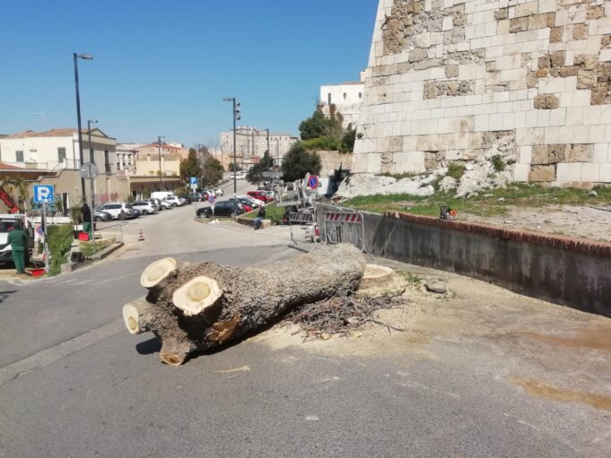 Alberi tagliati a Cagliari: gli ambientalisti si rivolgono alla magistratura