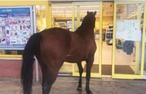 Il cavallo di Ittiri diventa testimonial dello spot della Eurospin