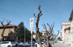 Verde pubblico, operai in azione: potati gli alberi di Via Catania