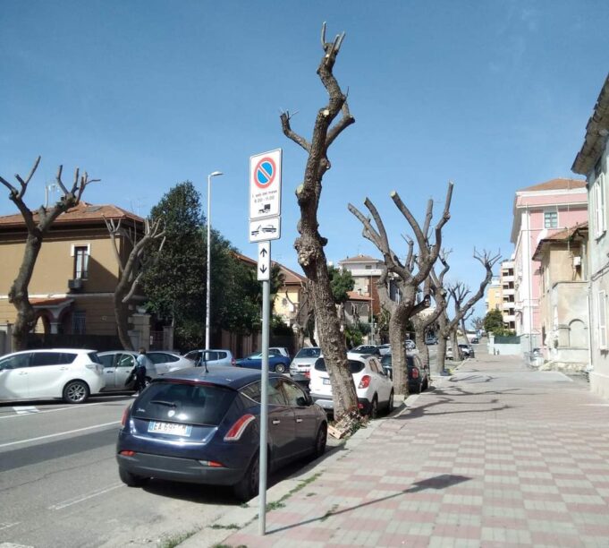 Verde pubblico, operai in azione: potati gli alberi di Via Catania