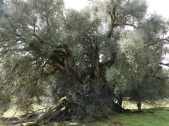 Luras, dalla Regione 150mila euro per tutelare l’olivastro di 4000 anni
