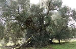 Luras, dalla Regione 150mila euro per tutelare l’olivastro di 4000 anni