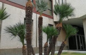 Non fiori, ma palme nane | Il nuovo look della Regione fa storcere il naso