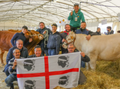 Razze bovine, premiato il 90% dei capi sardi alla mostra nazionale
