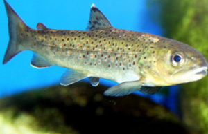 Nasce la prima Carta ittica regionale per tutelare la trota sarda (e non solo)