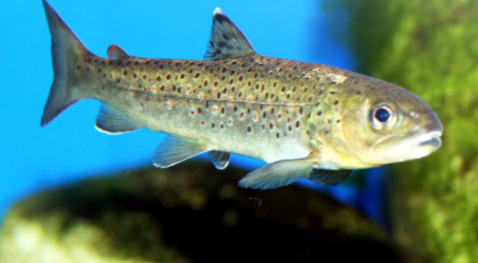 Nasce la prima Carta ittica regionale per tutelare la trota sarda (e non solo)