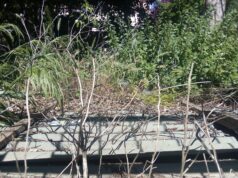 Villa Muscas: un gioiello abbandonato nel degrado | Fotogallery