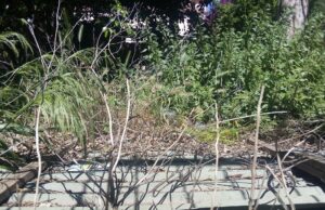 Villa Muscas: un gioiello abbandonato nel degrado | Fotogallery