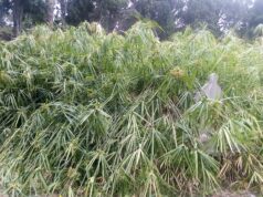 Bonaria, lo stato di degrado del cimitero monumentale | Fotogallery