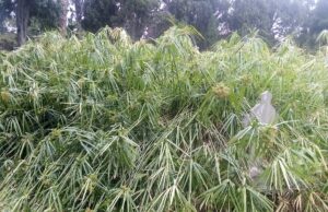 Bonaria, lo stato di degrado del cimitero monumentale | Fotogallery