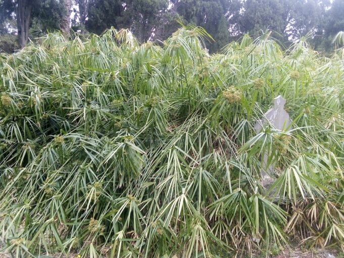 Bonaria, lo stato di degrado del cimitero monumentale | Fotogallery