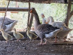 Parco di Monte Urpinu: sono nate tre oche | Il nome sarà scelto dai bimbi