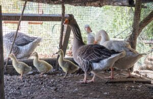 Parco di Monte Urpinu: sono nate tre oche | Il nome sarà scelto dai bimbi