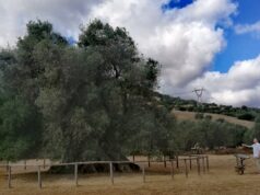 “La capitozzatura danneggia gravemente gli alberi” | Audiointervista