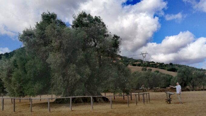 “La capitozzatura danneggia gravemente gli alberi” | Audiointervista