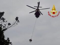 Isili, mucca cade in un fossato: soccorsa con l’aiuto di un Drago