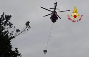 Isili, mucca cade in un fossato: soccorsa con l’aiuto di un Drago
