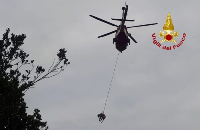 Isili, mucca cade in un fossato: soccorsa con l’aiuto di un Drago