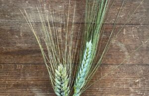 Grano normale o Senatore Cappelli? | La differenza in una foto