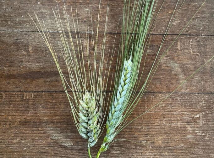 Grano normale o Senatore Cappelli? | La differenza in una foto