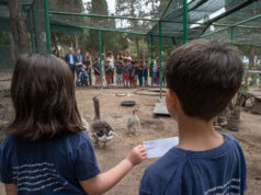 Paperino e Camilla: battesimo dei pulli di oca al Parco di Monte Urpinu