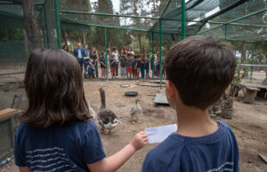 Paperino e Camilla: battesimo dei pulli di oca al Parco di Monte Urpinu