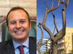 Verde pubblico, la replica del Comune: “Potature per la salute degli alberi”