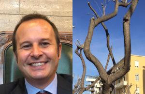 Verde pubblico, la replica del Comune: “Potature per la salute degli alberi”