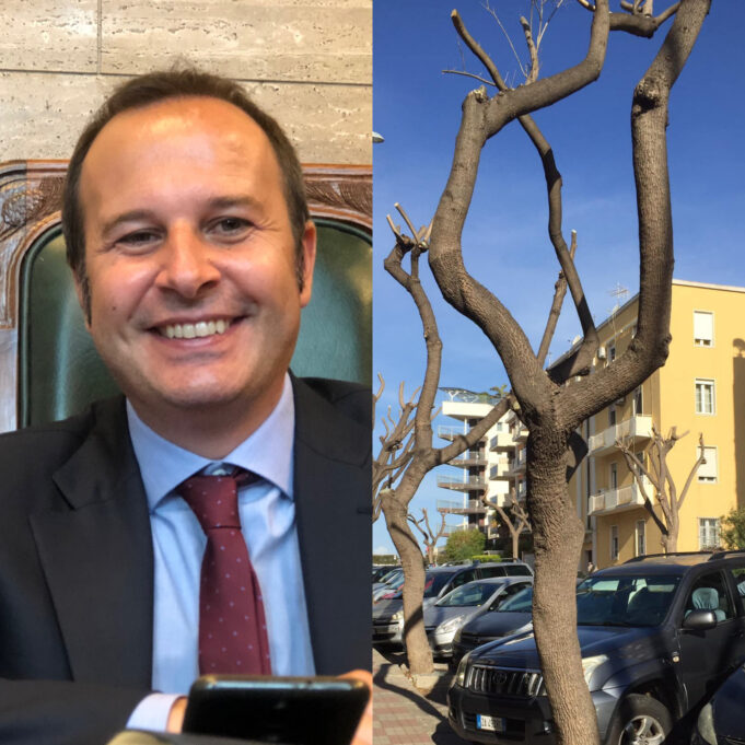 Verde pubblico, la replica del Comune: “Potature per la salute degli alberi”