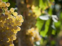 Il Vermentino di Gallura di Siddùra tra i 12 migliori vini d’Italia