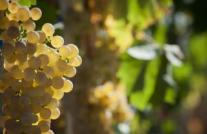 Il Vermentino di Gallura di Siddùra tra i 12 migliori vini d’Italia