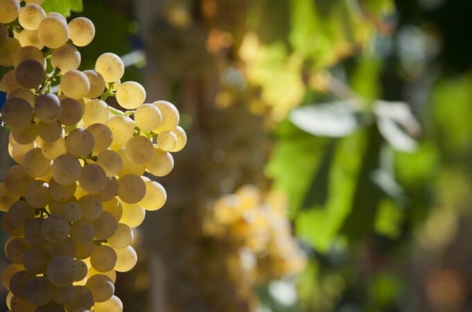 Il Vermentino di Gallura di Siddùra tra i 12 migliori vini d’Italia