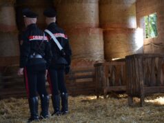 Vendono bovini per 37mila euro, ma gli acquirenti si dileguano senza pagare