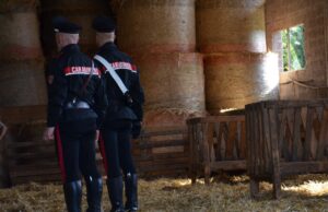 Vendono bovini per 37mila euro, ma gli acquirenti si dileguano senza pagare