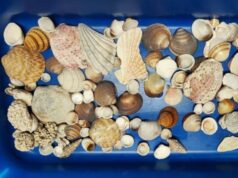 Uno zaino pieno di conchiglie rubate, il “souvenir” di due crocieristi