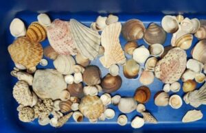 Uno zaino pieno di conchiglie rubate, il “souvenir” di due crocieristi